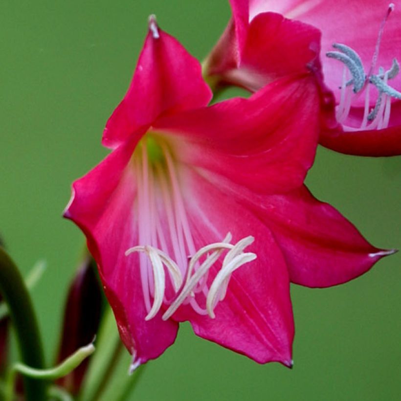 Crinum Ellen Bosanquet - Haaklelie (Bloei)