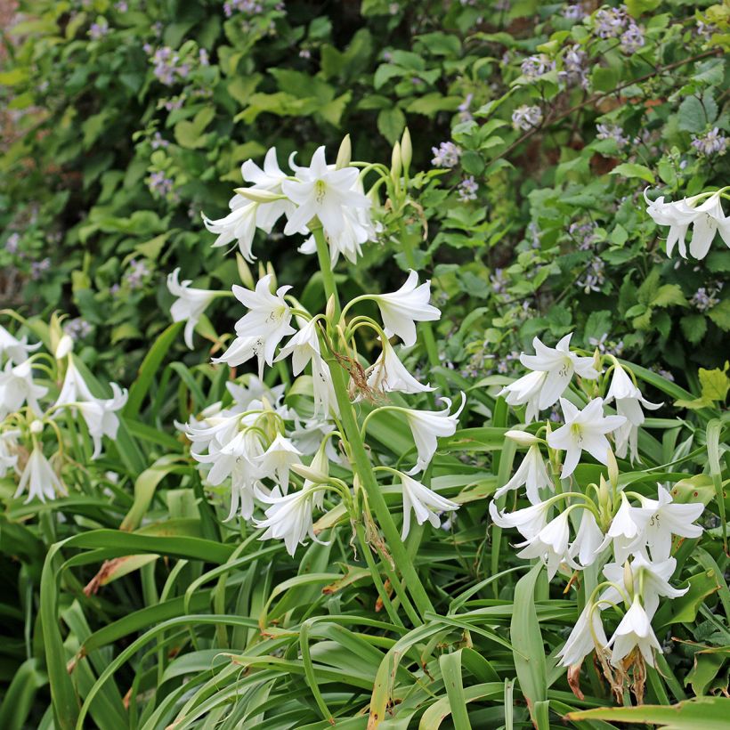 Crinum powellii Wit - Haaklelie (Groeiplaats)