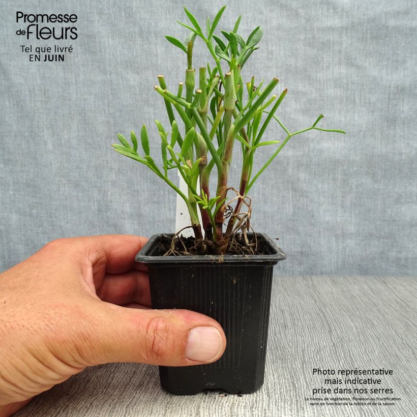 Exemplaar van Crithmum maritimum - Zeevenkel Kweekpotje van 8/9 cm zoals geleverd in de zomer