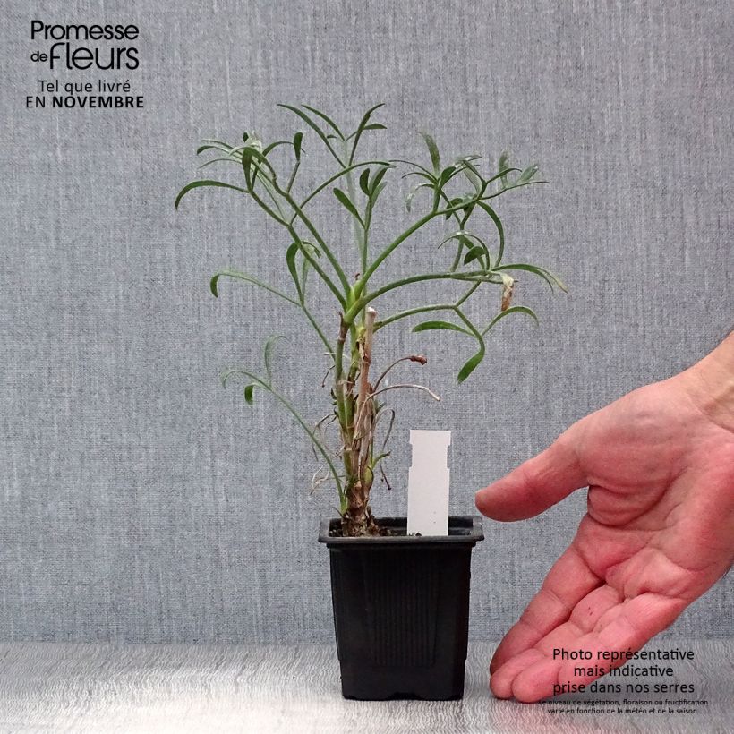 Exemplaar van Crithmum maritimum - Zeevenkel Kweekpotje van 8/9 cm zoals geleverd in de herfst