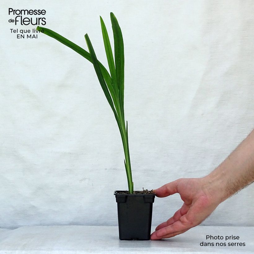 Example of Crocosmia crocosmiiflora Carmine Brillant - Montbretia Kweekpotje van 7/8 cm as you get in printemps