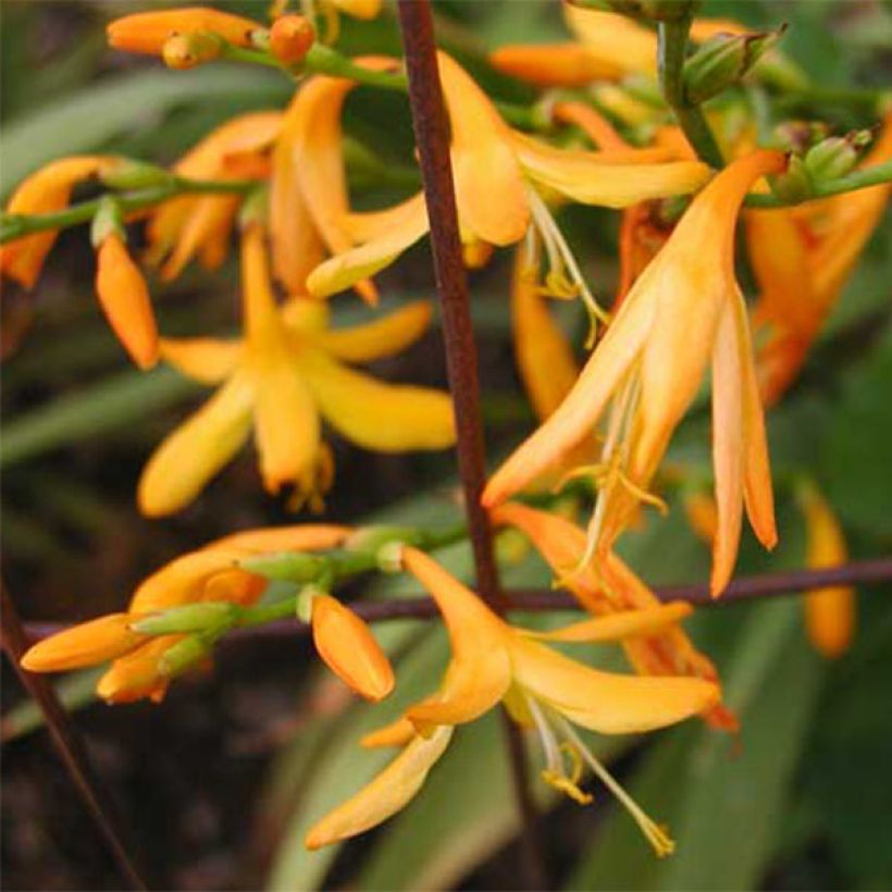 Crocosmia crocosmiiflora George Davison - Montbretia (Bloei)