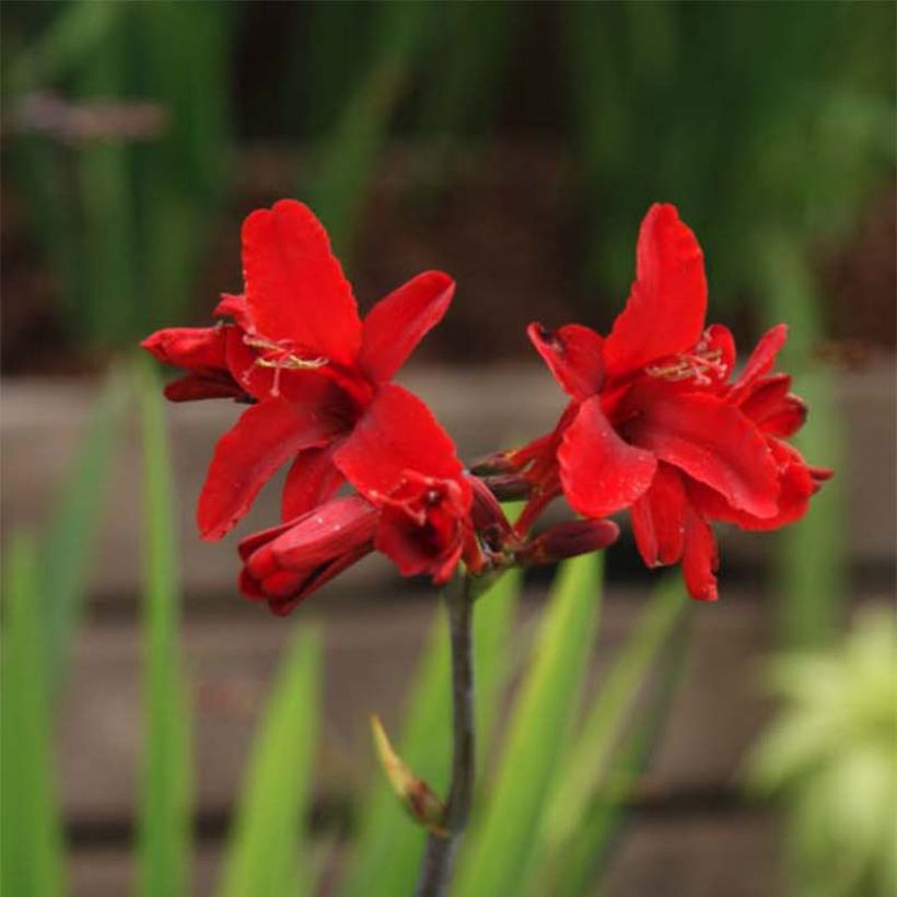 Crocosmia Hellfire - Montbretia (Bloei)