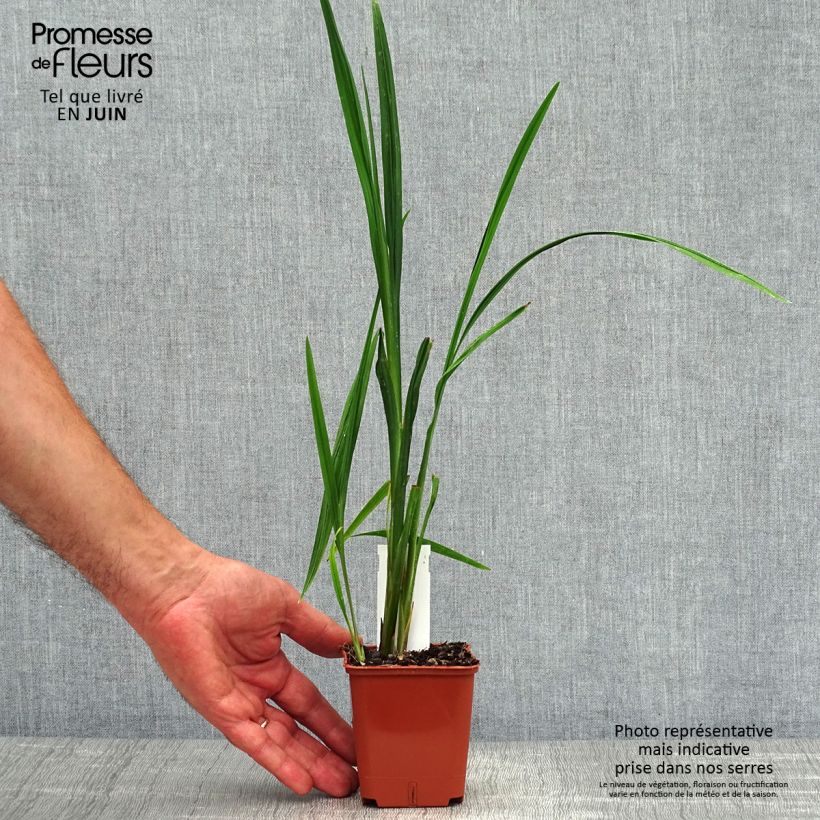 Exemplaar van Crocosmia Hellfire - Montbretia Kweekpotje van 8/9 cm zoals geleverd in de zomer