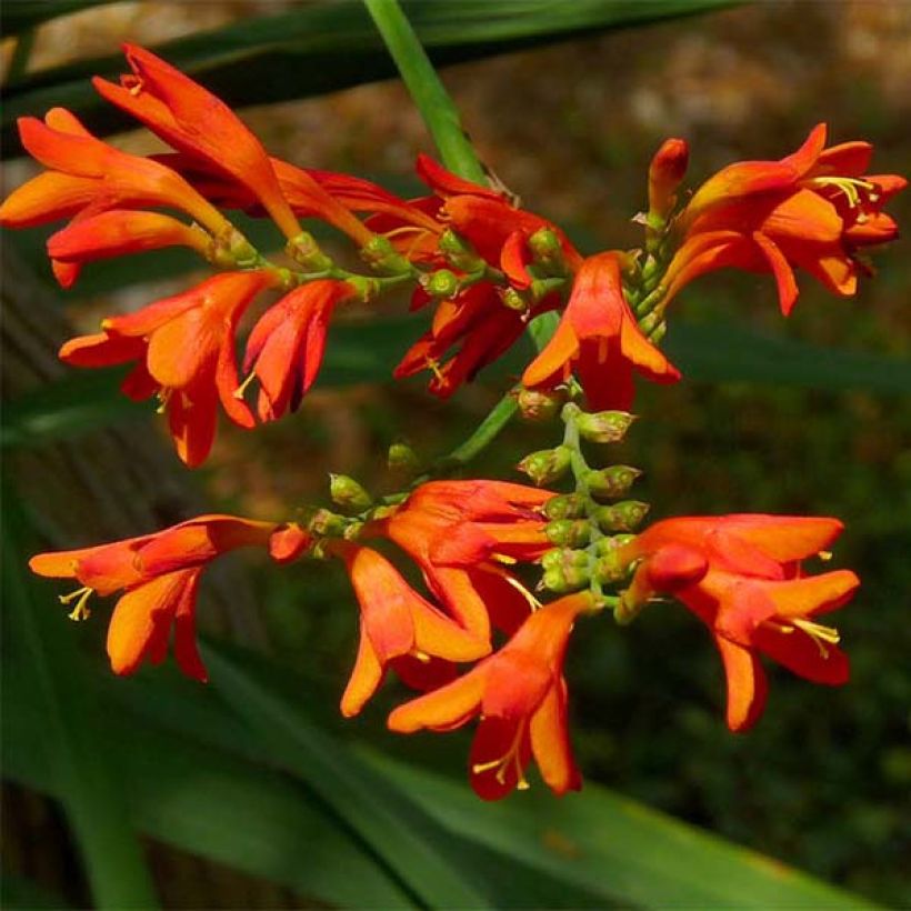 Crocosmia crocosmiiflora Météore - Montbretia (Bloei)