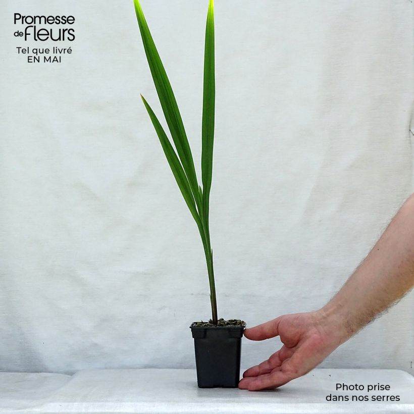 Exemplaar van Crocosmia crocosmiiflora Mistral - Montbretia Kweekpotje van 7/8 cm zoals geleverd in de lente