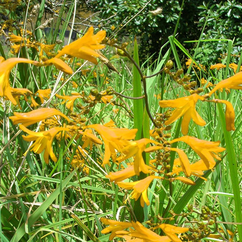 Crocosmia crocosmiiflora Norwich Canary - Montbretia (Flowering)