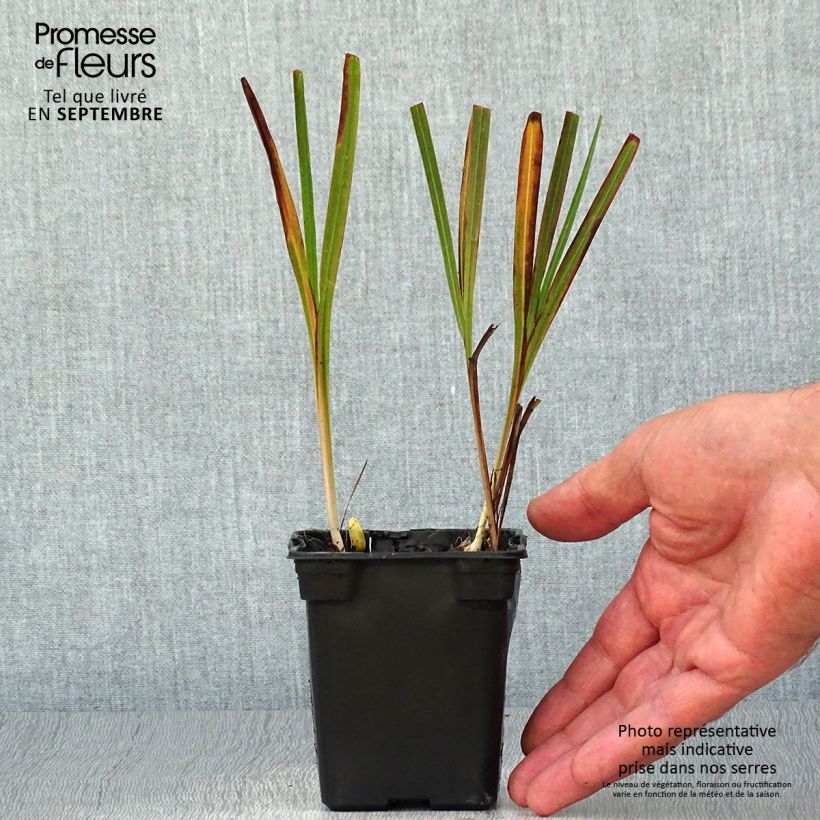 Exemplaar van Crocosmia crocosmiflora Emily McKenzie - Montbretia Kweekpotje van 7/8 cm zoals geleverd in de herfst
