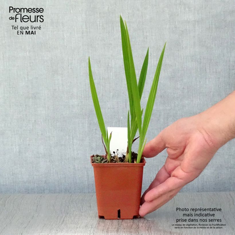 Exemplaar van Crocosmia Paul's Best Yellow - Montbretia Kweekpotje van 8/9 cm zoals geleverd in de lente