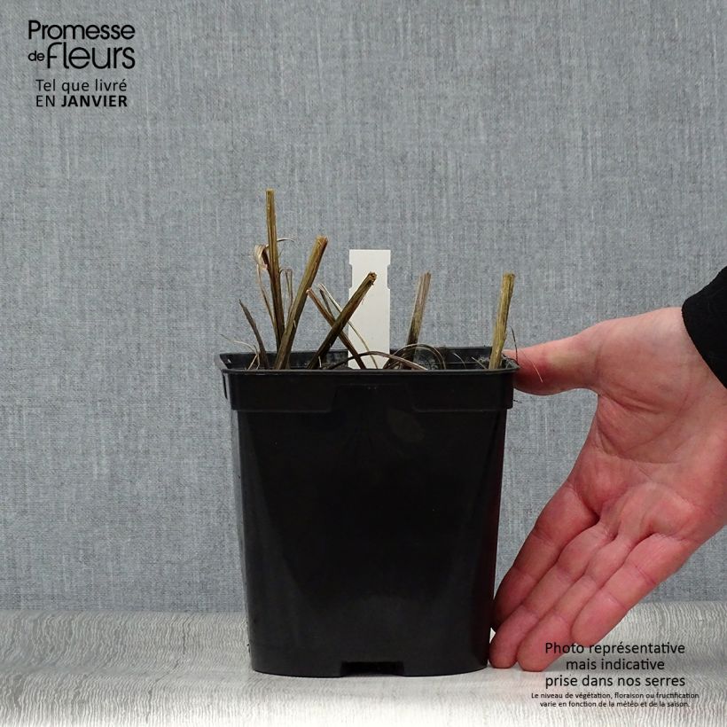 Exemplaar van Crocosmia Star of the East - Montbretia Pot van 2 l/3 l zoals geleverd in de winter