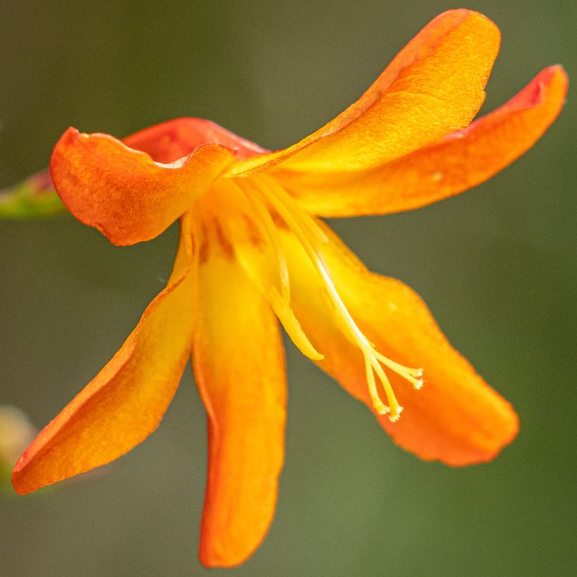 Crocosmia Star of the East - Montbretia (Bloei)