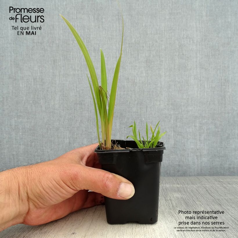 Example of Crocosmia crocosmiflora Emily McKenzie - Montbretia Kweekpotje van 7/8 cm as you get in printemps