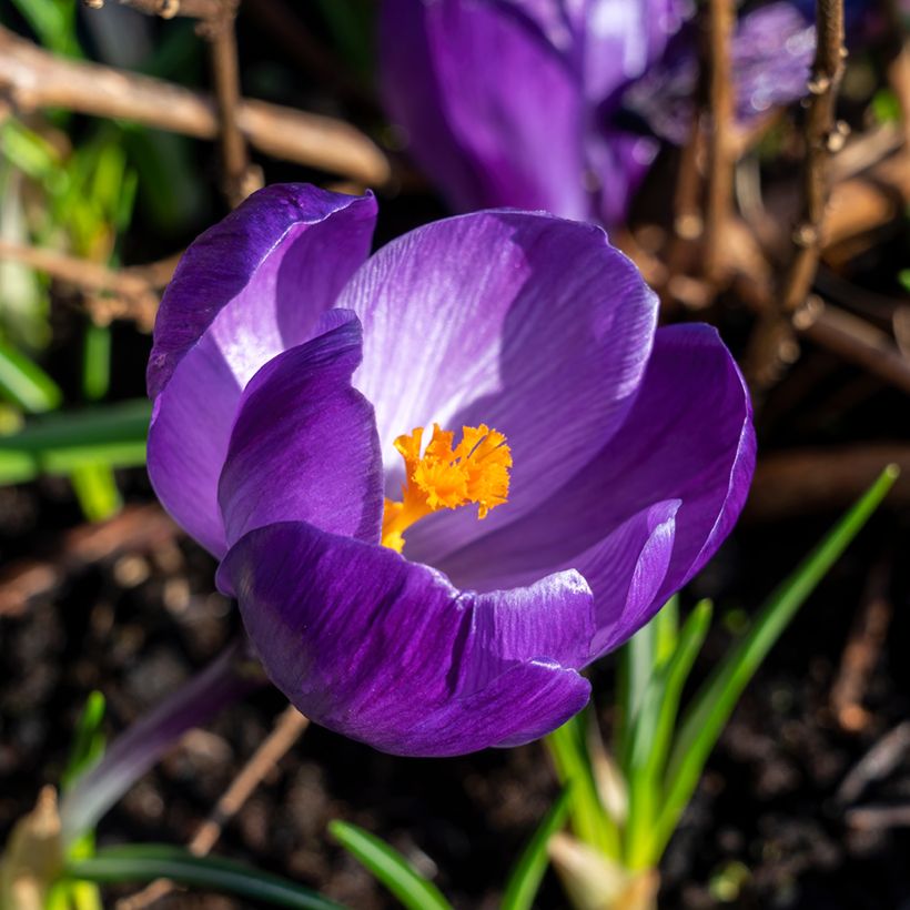 Crocus vernus Flower Record - Hollandse krokus (Flowering)