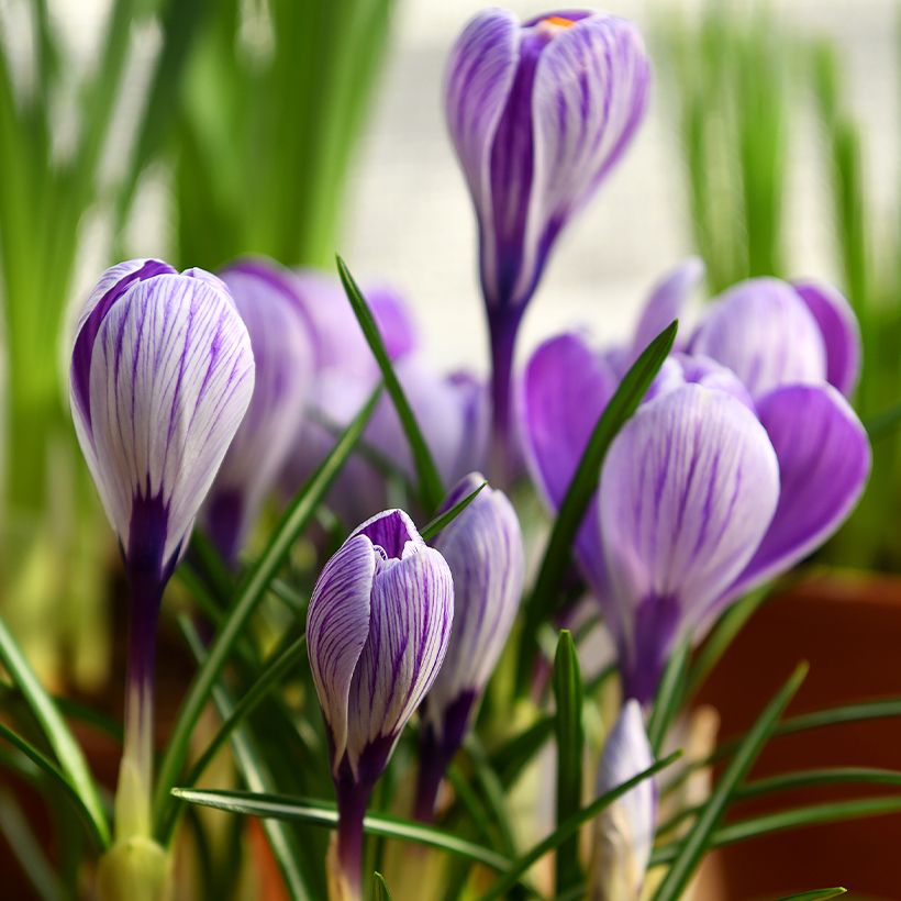 Crocus vernus Pickwick - Hollandse krokus (Groeiplaats)