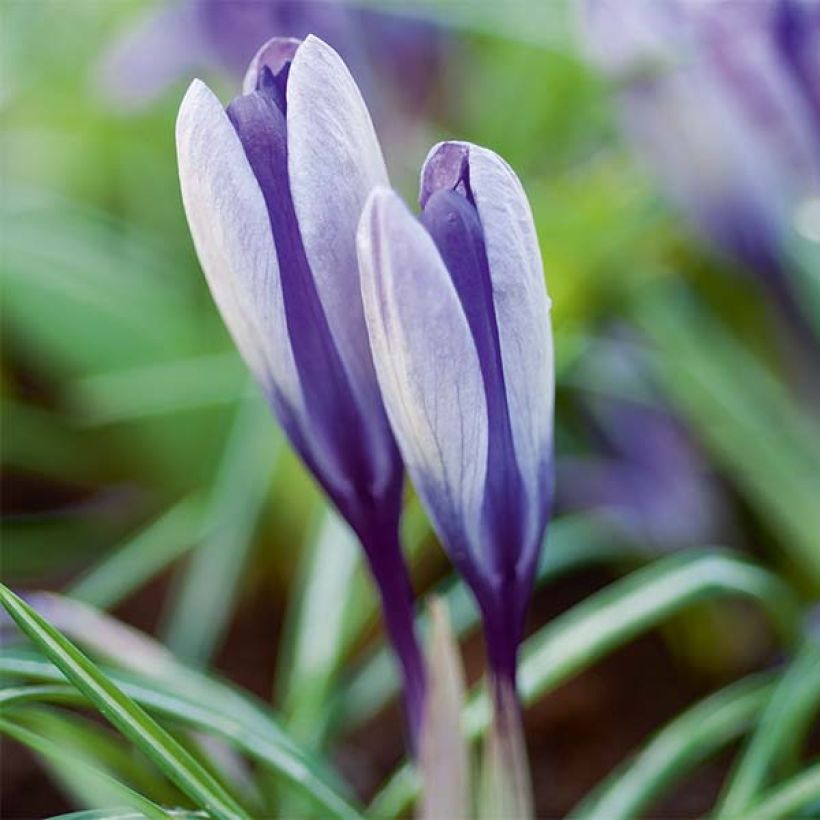 Crocus Yalta - Krokus (Flowering)