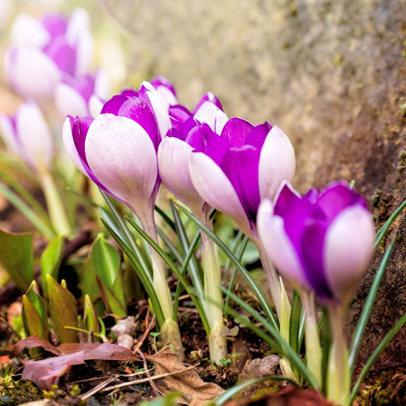 Crocus Yalta - Krokus (Plant habit)