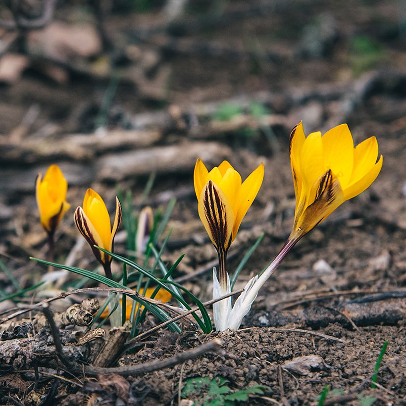 Crocus angustifolius - Goudlakense krokus (Groeiplaats)