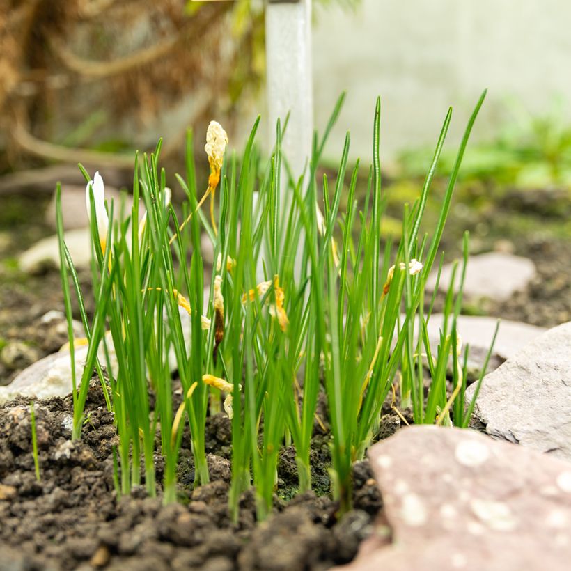 Crocus ochroleucus - Herfstkrokus (Groeiplaats)