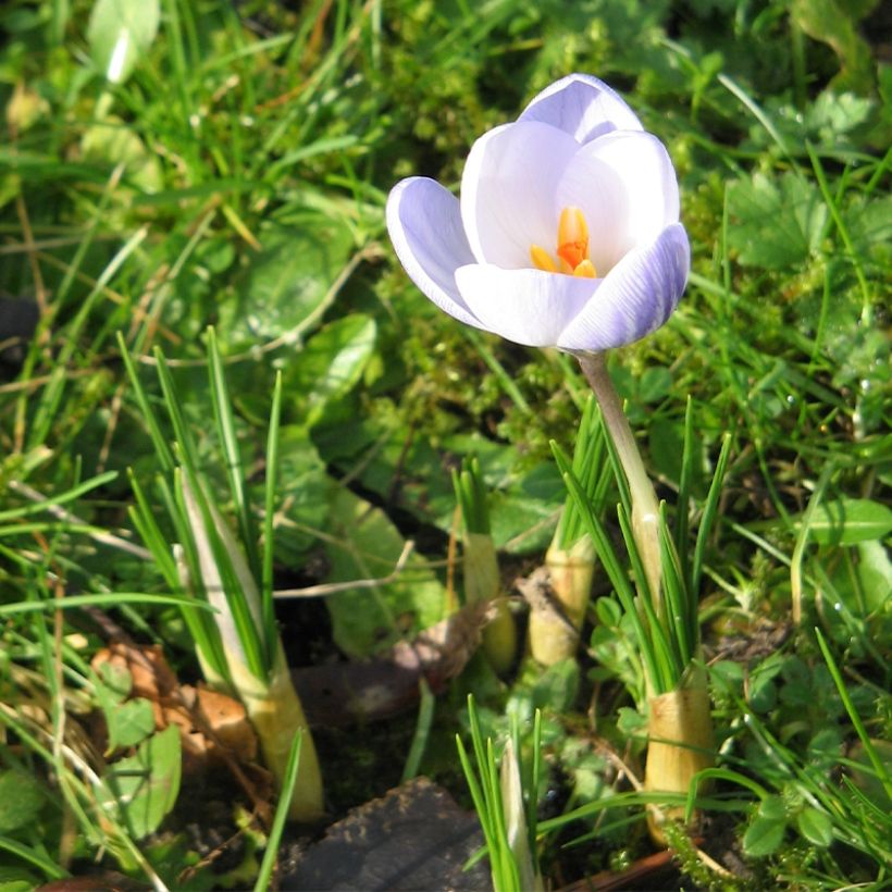 Crocus chrysanthus Blue Marlin - Sneeuwkrokus (Plant habit)