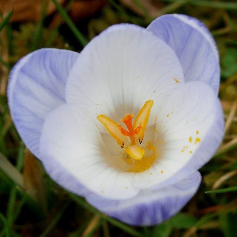 Crocus chrysanthus Blue Marlin - Sneeuwkrokus (Flowering)