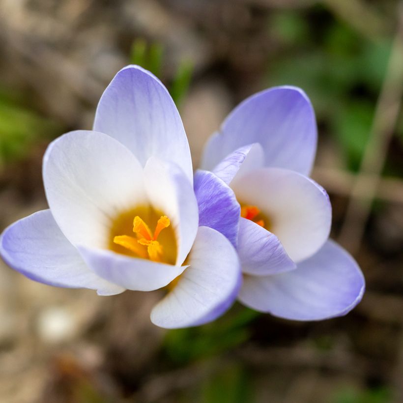 Crocus chrysanthus Blue Pearl - Sneeuwkrokus (Bloei)