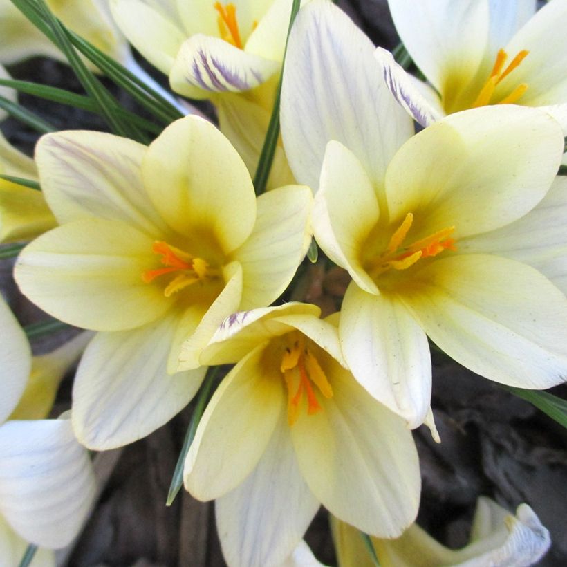 Crocus chrysanthus Cream Beauty - Sneeuwkrokus (Bloei)