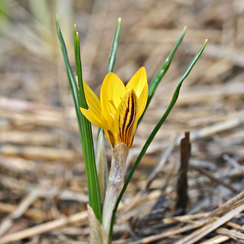 Crocus chrysanthus Fuscotinctus - Sneeuwkrokus (Groeiplaats)