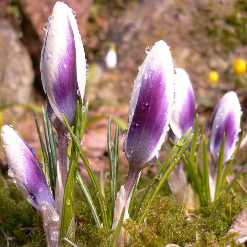 Crocus chrysanthus Ladykiller - Sneeuwkrokus (Groeiplaats)