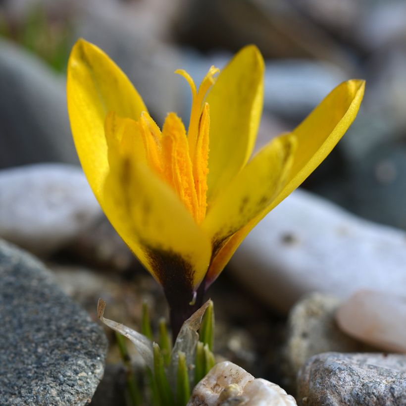 Crocus korolkowii - Krokus (Groeiplaats)