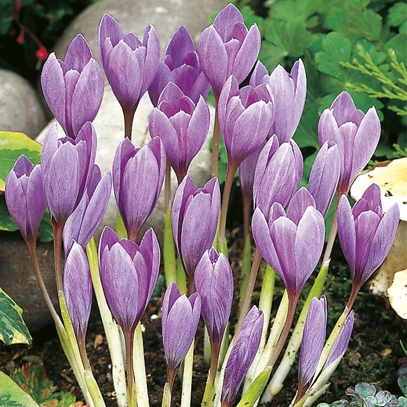 Crocus ligusticus - Herfstkrokus (Groeiplaats)