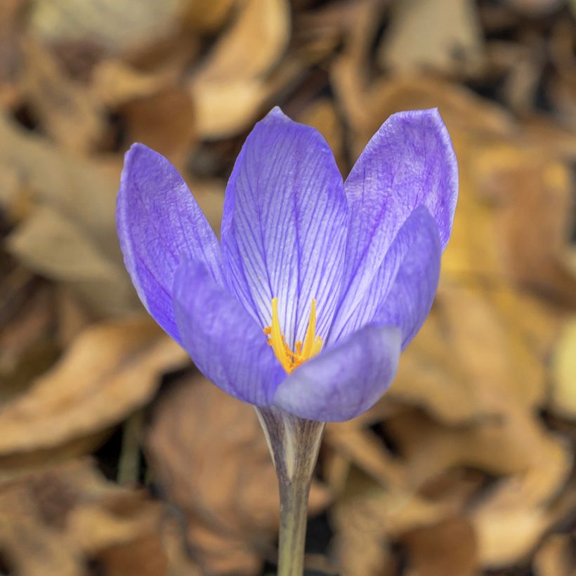 Crocus ligusticus - Herfstkrokus (Bloei)