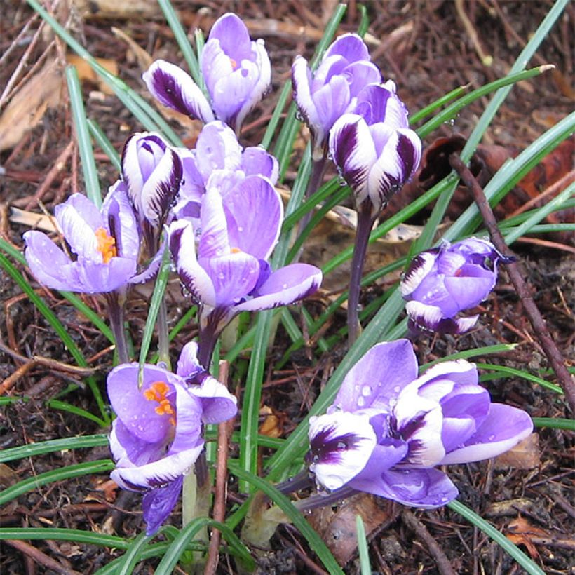 Crocus minimus - Krokus (Groeiplaats)