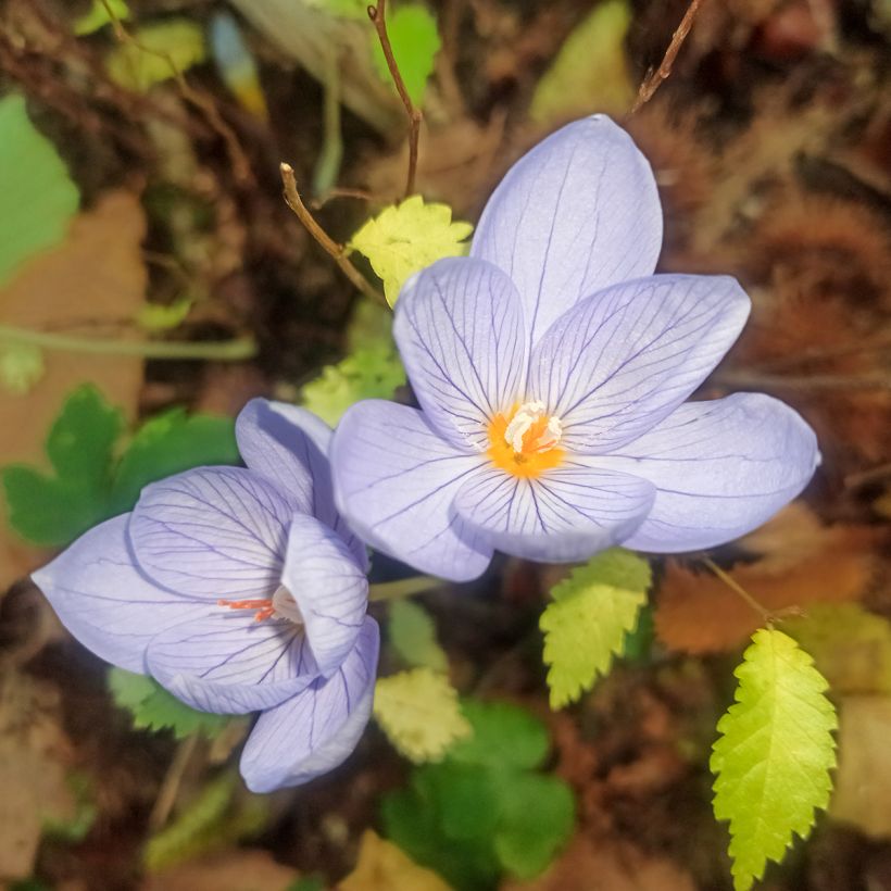 Crocus pulchellus - Herfstkrokus (Bloei)