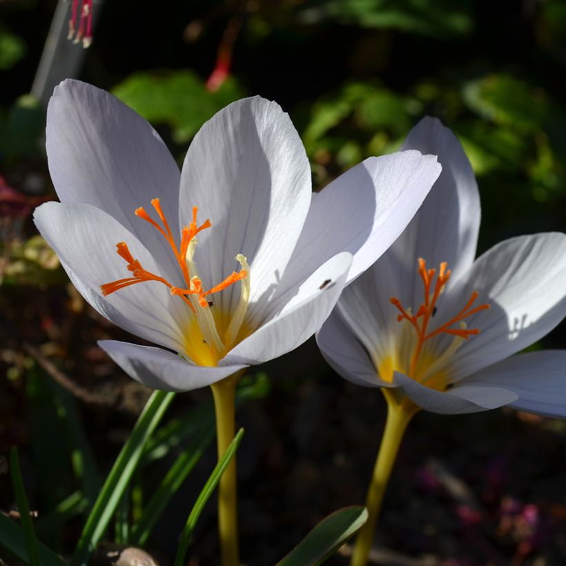 Crocus pulchellus Zephyr - Herfstkrokus (Bloei)