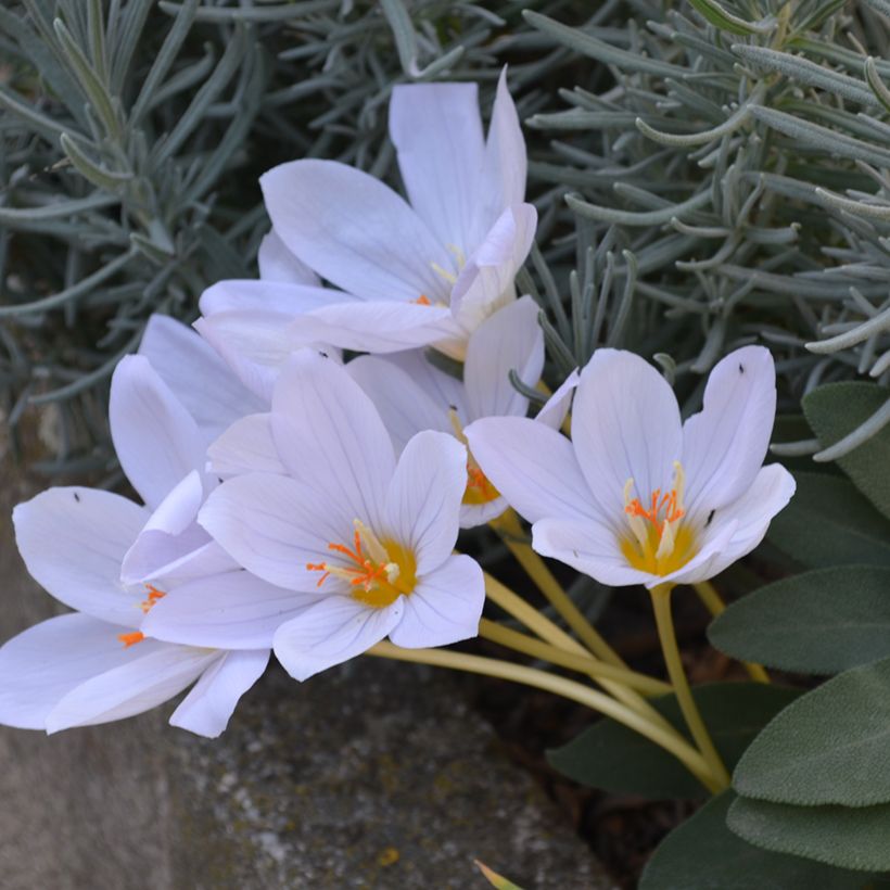Crocus pulchellus Zephyr - Herfstkrokus (Groeiplaats)