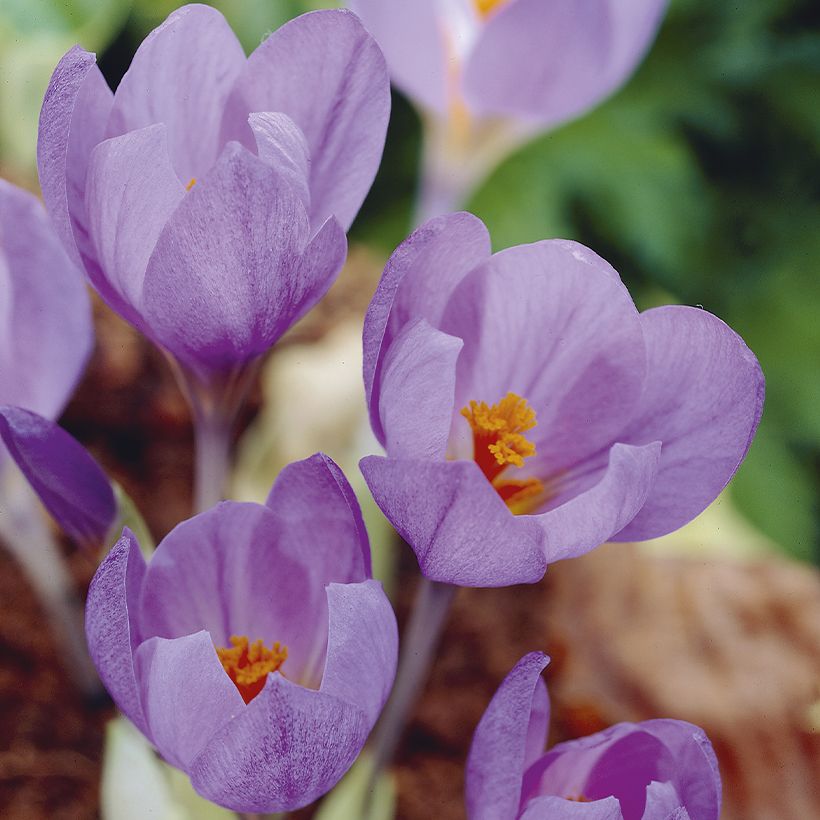 Crocus serotinus subsp salzmannii - Herfstkrokus (Bloei)
