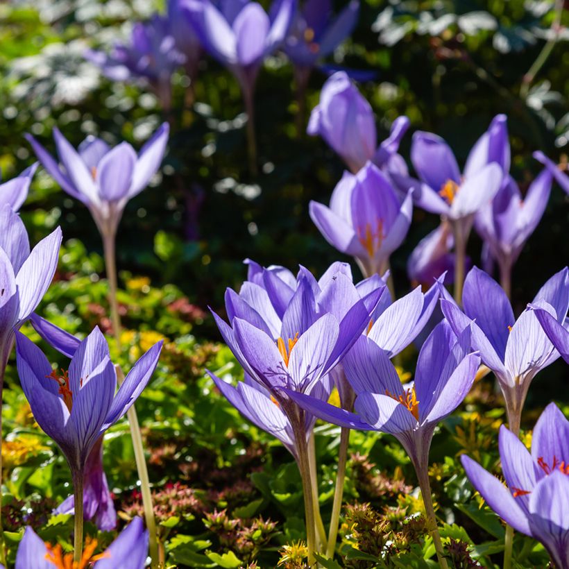 Crocus speciosus Artabir - Herfstkrokus (Groeiplaats)