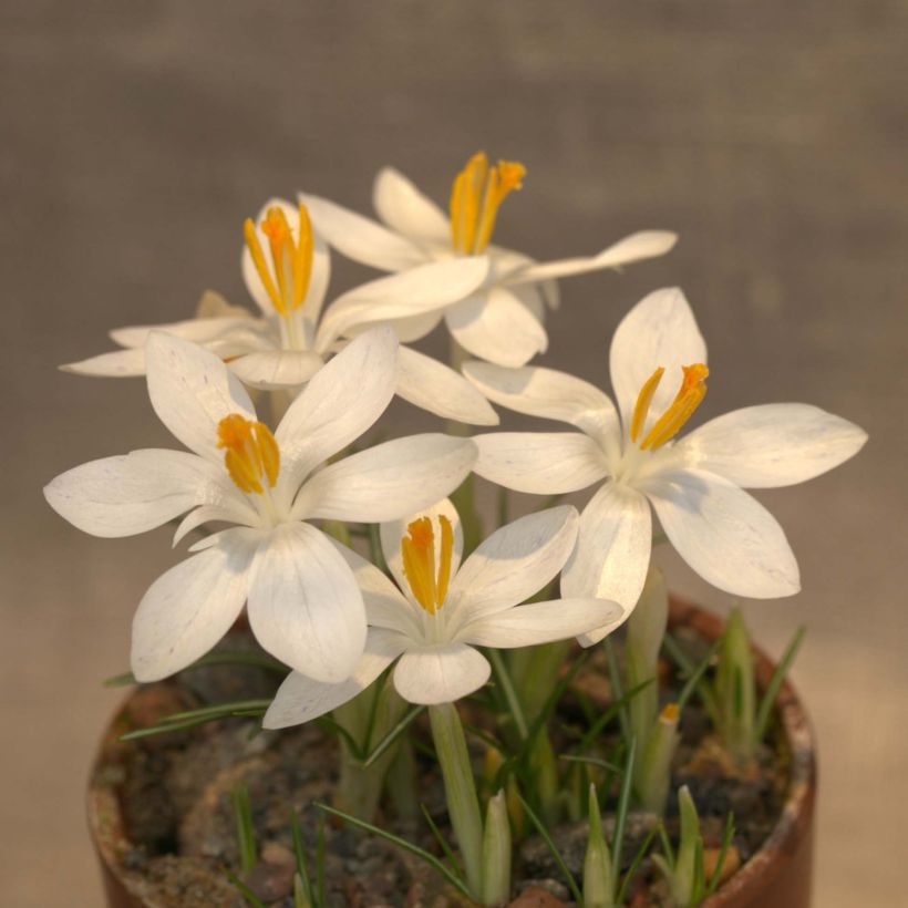 Crocus tommasinianus Albus - Boerenkrokus (Flowering)