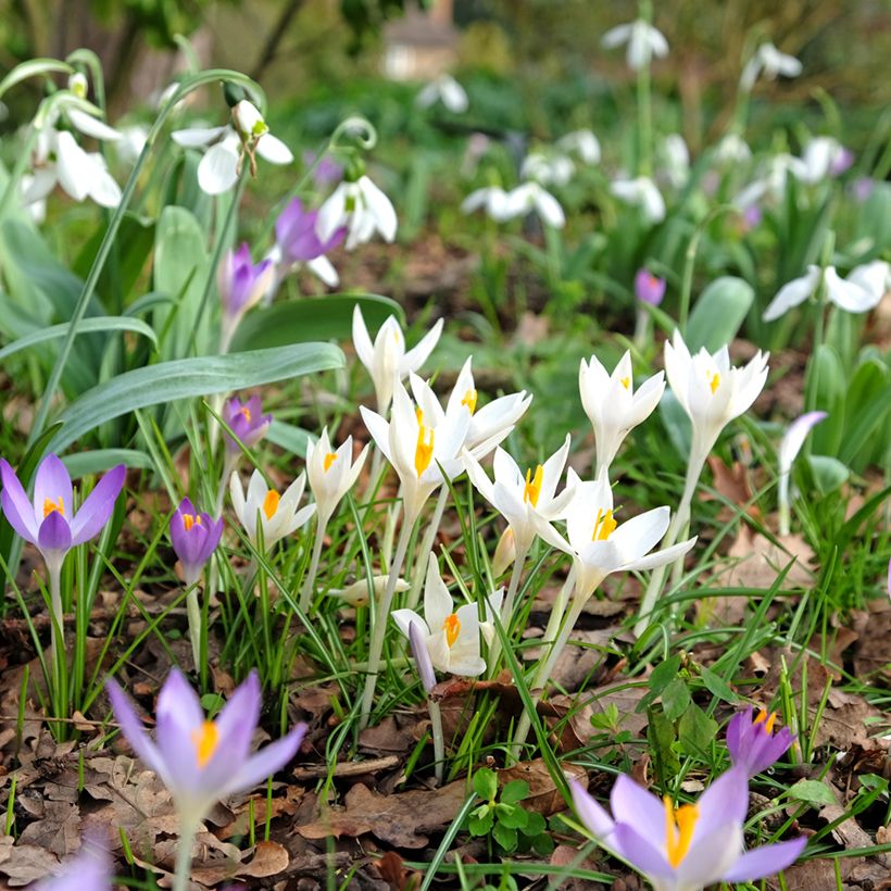 Crocus tommasinianus Albus - Boerenkrokus (Plant habit)