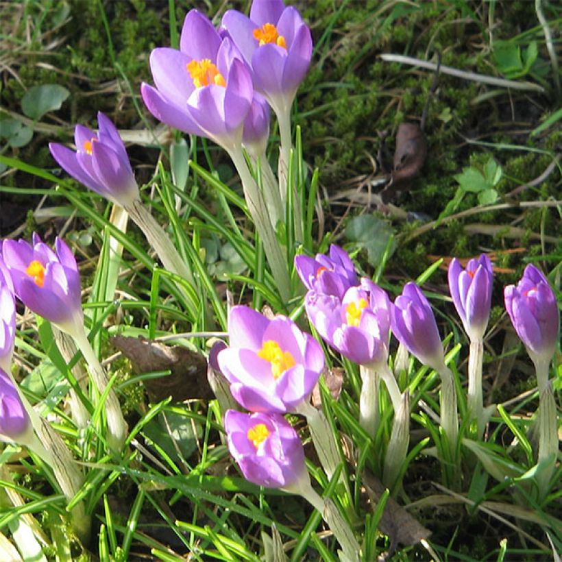 Crocus tommasinianus Barr's Purple - Boerenkrokus (Bloei)