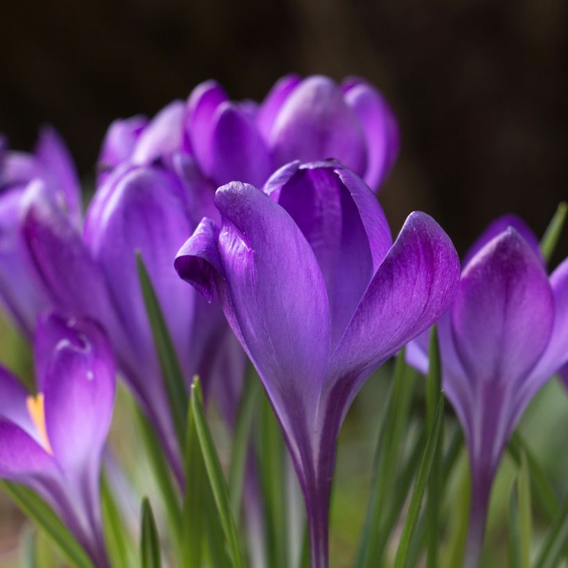 Crocus tommasinianus Blue Ocean - Boerenkrokus (Bloei)