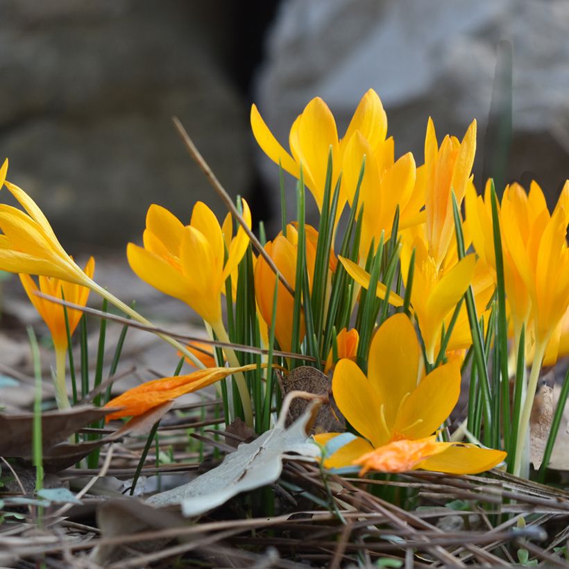 Crocus vitellinus - Krokus (Plant habit)