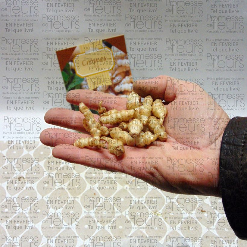 Voorbeeld van een exemplaar van Japanse andoorn  - Stachys affinis (pootgoed - 50 gr) Doos zoals geleverd