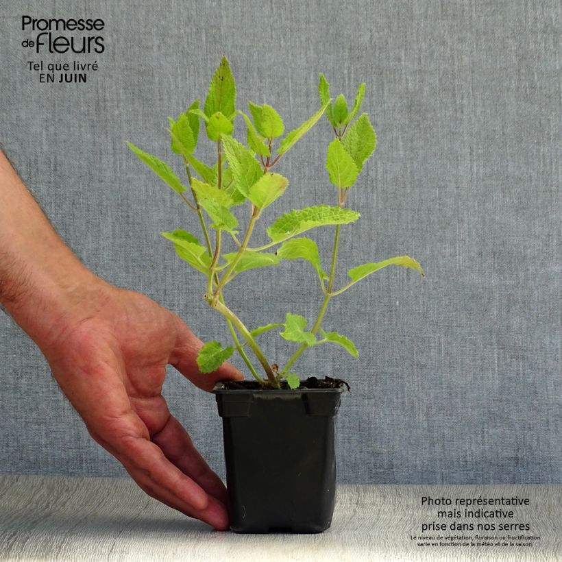 Exemplaar van Japanse andoorn BIO - Stachys affinis (pootgoed) Kweekpotje van 8/9 cm zoals geleverd in de zomer