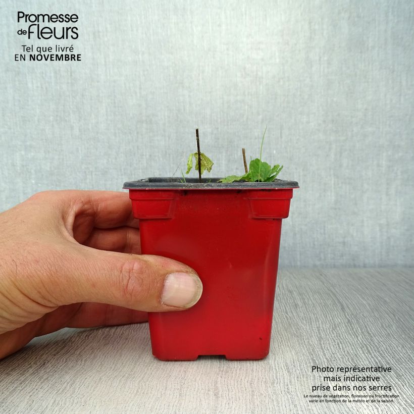 Exemplaar van Japanse andoorn BIO - Stachys affinis (pootgoed) Kweekpotje van 8/9 cm zoals geleverd in de herfst