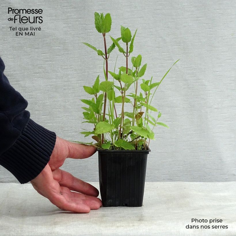 Exemplaar van Japanse andoorn BIO - Stachys affinis (pootgoed) Kweekpotje van 8/9 cm zoals geleverd in de lente