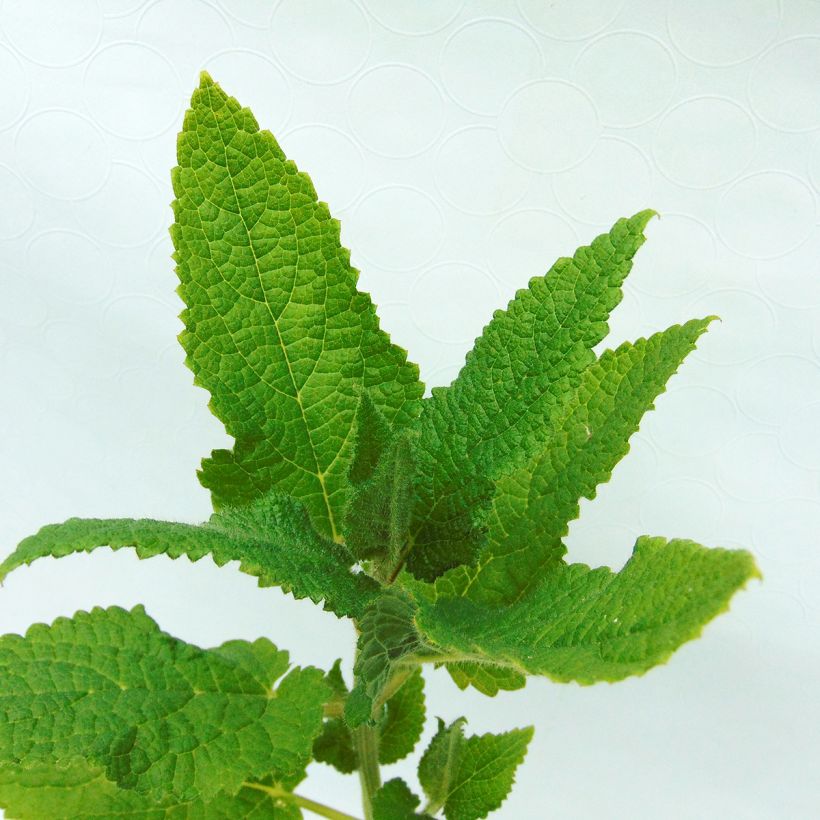 Japanse andoorn BIO - Stachys affinis (pootgoed) (Blad)