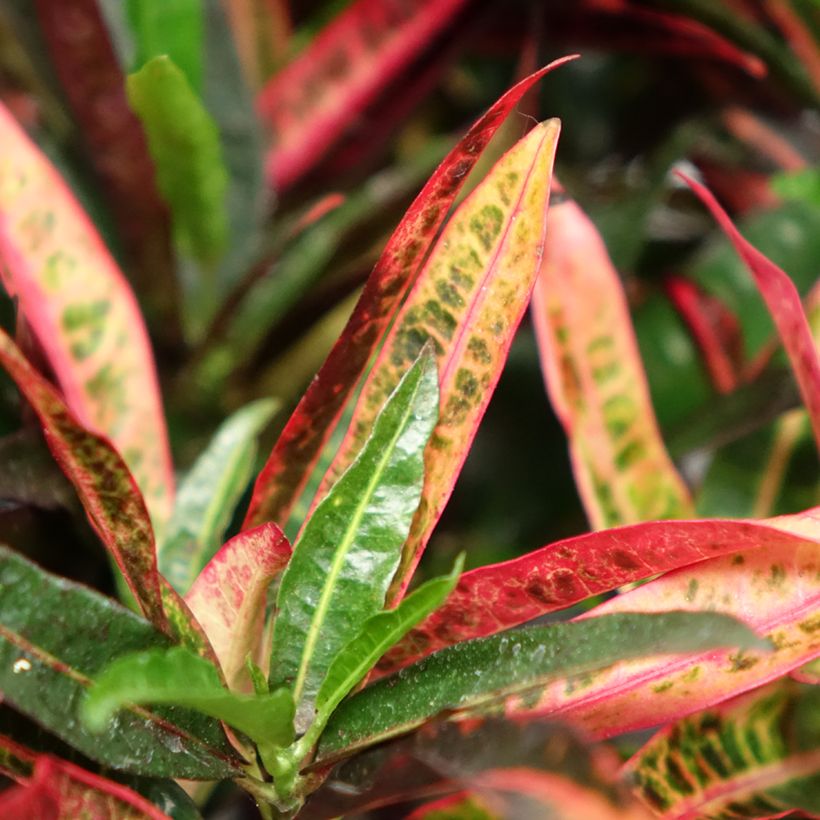Kroton Excurrens - Codiaeum variegatum (Blad)