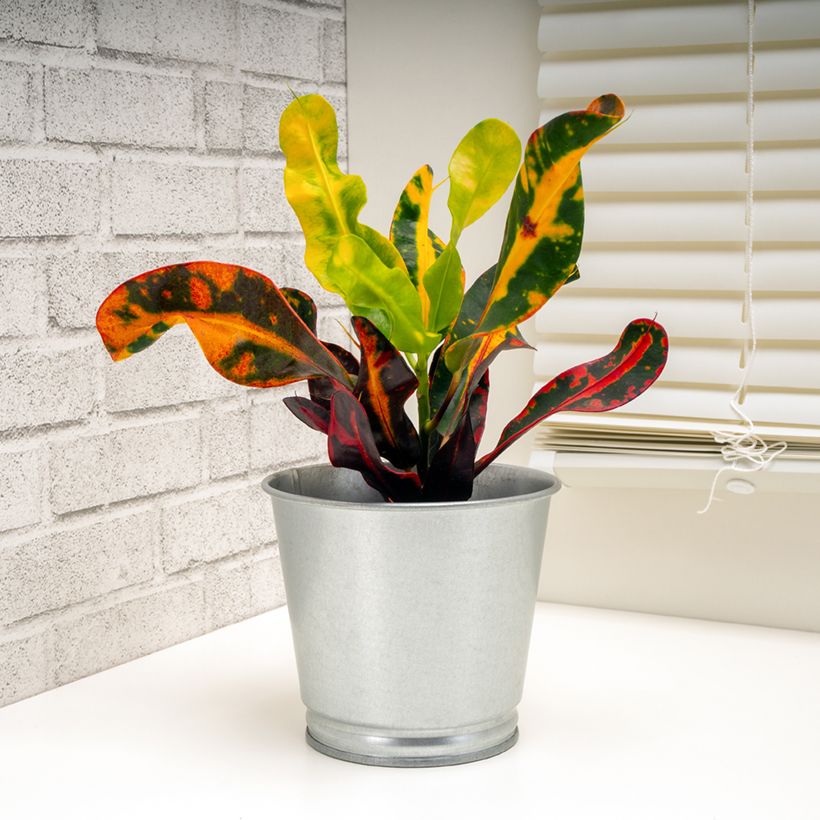 Kroton Mammie - Codiaeum variegatum (Groeiplaats)