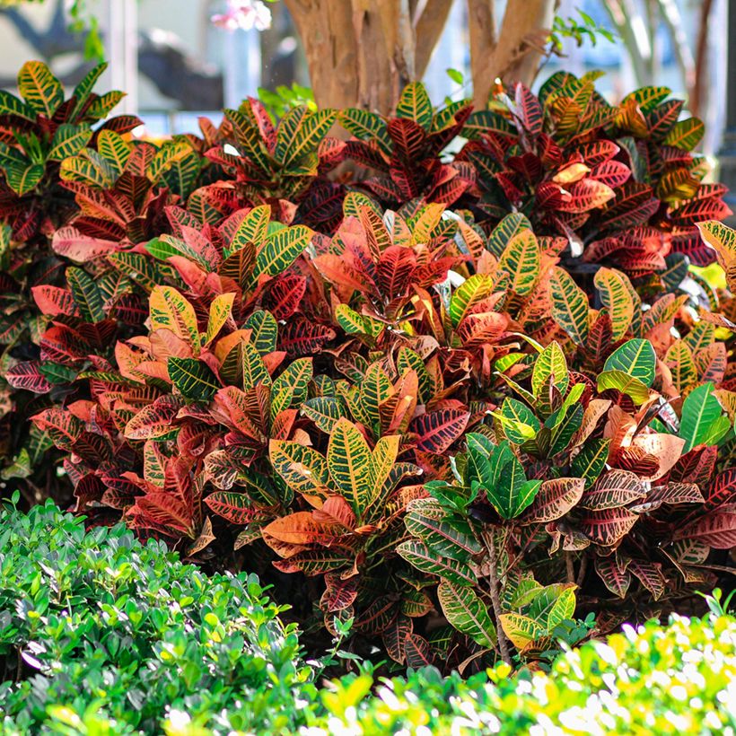 Kroton Petra - Codiaeum variegatum (Groeiplaats)